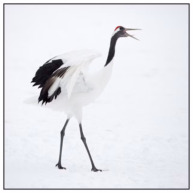 Bộ lông trắng nổi bật với “mũ đỏ” đặc trưng. Loài sếu này có bộ lông trắng tinh khiết, điểm nhấn là vùng da đỏ trên đỉnh đầu trông như một chiếc “mũ”. Sự tương phản giữa trắng, đen và đỏ tạo nên vẻ đẹp thanh thoát và dễ nhận biết. Ảnh: Flickr.