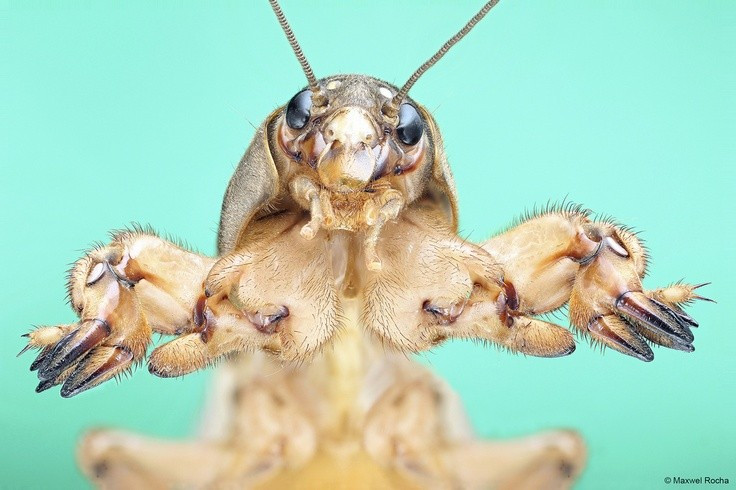 Phân bố rộng khắp nhiều châu lục. Các loài trong họ Gryllotalpidae có mặt ở nhiều khu vực trên thế giới, từ châu Âu, châu Á đến châu Mỹ và châu Phi. Chúng thường sống ở những vùng đất ẩm như bãi cỏ, ruộng lúa, vườn rau hoặc khu vực gần nguồn nước. Ảnh: Pinterest.