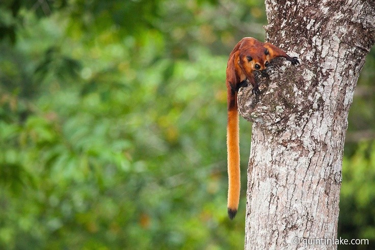 2. Màu lông đỏ rực rỡ khiến chúng nổi bật trong tự nhiên. Không giống các loài sóc bay khác thường có màu lông nâu xám, loài này sở hữu màu lông đỏ cam đặc trưng, dễ nhận diện trong rừng rậm nhiệt đới. Ảnh: Pinterest.