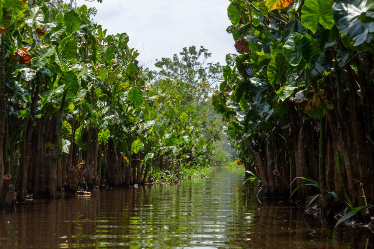 Từng bị đưa vào danh sách Di sản Thế giới bị đe dọa. Trong quá khứ, Los Katíos từng được đưa vào danh sách di sản đang bị đe dọa do nạn khai thác gỗ trái phép và các hoạt động con người. Sau nhiều nỗ lực bảo tồn và quản lý, tình trạng của công viên đã được cải thiện đáng kể. Ảnh: parquesnacionales.gov.co.