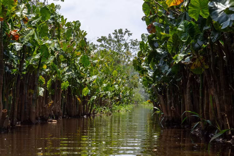 Từng bị đưa vào danh sách Di sản Thế giới bị đe dọa. Trong quá khứ, Los Katíos từng được đưa vào danh sách di sản đang bị đe dọa do nạn khai thác gỗ trái phép và các hoạt động con người. Sau nhiều nỗ lực bảo tồn và quản lý, tình trạng của công viên đã được cải thiện đáng kể. Ảnh: parquesnacionales.gov.co.