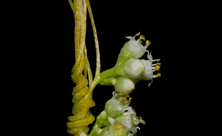 Không quang hợp theo cách thông thường. Do thiếu diệp lục hoặc chỉ còn lượng rất ít, Cuscuta chinensis hầu như không tự tạo chất dinh dưỡng mà hút trực tiếp từ cây chủ. Ảnh: inaturalist.