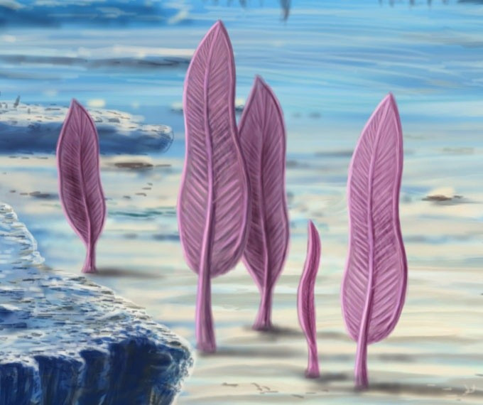 Không ăn theo cách thông thường. Do không có miệng, Charnia có thể hấp thụ chất dinh dưỡng trực tiếp qua bề mặt cơ thể từ nước biển, một phương thức sống rất khác với hầu hết sinh vật ngày nay. Ảnh: Pinterest.