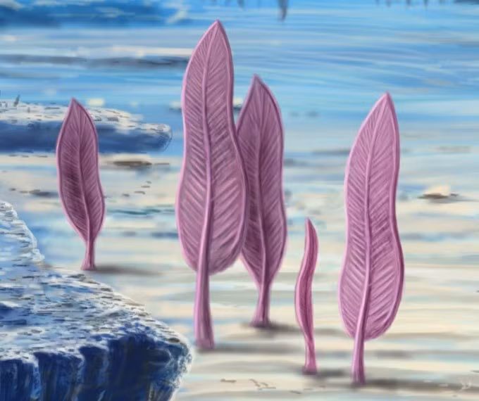 Không ăn theo cách thông thường. Do không có miệng, Charnia có thể hấp thụ chất dinh dưỡng trực tiếp qua bề mặt cơ thể từ nước biển, một phương thức sống rất khác với hầu hết sinh vật ngày nay. Ảnh: Pinterest.