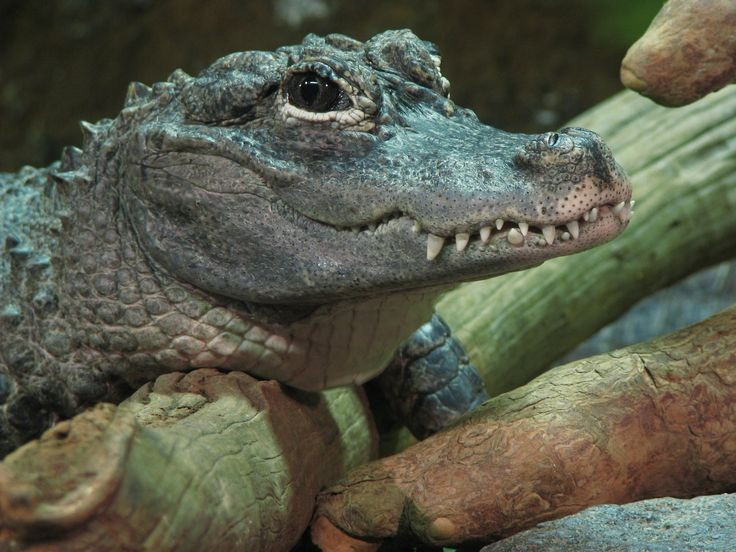 Thức ăn chủ yếu là động vật nhỏ. Không giống nhiều loài cá sấu lớn chuyên săn thú lớn, cá sấu Dương Tử chủ yếu ăn cá, ốc, cua, ếch và các loài động vật nhỏ khác. Bộ răng và lực cắn của chúng rất thích hợp để nghiền vỡ vỏ cứng của động vật thân mềm. Ảnh: Pinterest.