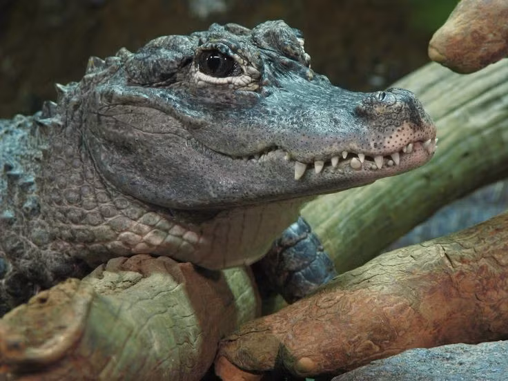 Thức ăn chủ yếu là động vật nhỏ. Không giống nhiều loài cá sấu lớn chuyên săn thú lớn, cá sấu Dương Tử chủ yếu ăn cá, ốc, cua, ếch và các loài động vật nhỏ khác. Bộ răng và lực cắn của chúng rất thích hợp để nghiền vỡ vỏ cứng của động vật thân mềm. Ảnh: Pinterest.