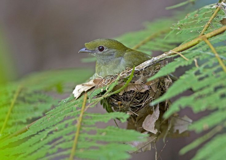 Bộ lông thể hiện sự khác biệt giới tính. Chim di Araripe trống sở hữu bộ lông trắng muốt tương phản với mảng đỏ tươi trên đầu, tạo nên diện mạo rất dễ nhận biết. Trong khi đó, con mái có màu xanh ô liu ít nổi bật để ngụy trang khi làm tổ. Ảnh: Pinterest.