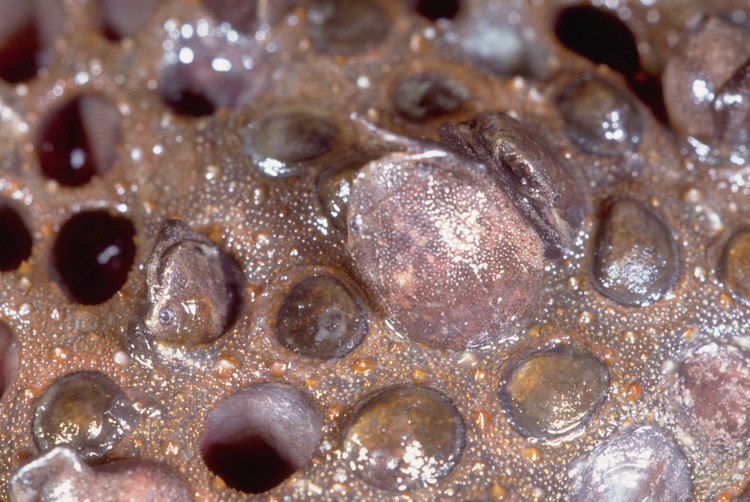 Con non “chui” ra từ lưng mẹ. Khi phát triển hoàn chỉnh, các con non sẽ thoát ra khỏi các khoang trên lưng mẹ như những “cửa sổ nhỏ”, tạo nên hình ảnh vừa kỳ lạ vừa ấn tượng. Ảnh: purpledshub.com.