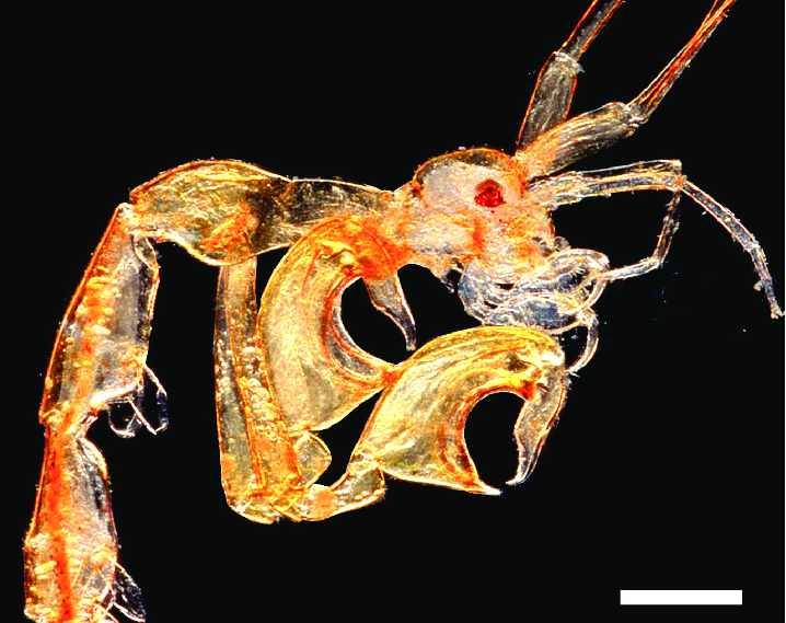 Không phải tôm thật theo nghĩa thông thường. Tôm xương gai thực chất thuộc nhóm amphipod, họ Caprellidae, khác các loài tôm quen thuộc. Ảnh: researchgate.net.