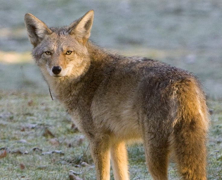 Vai trò quan trọng trong hệ sinh thái. Chó sói đồng cỏ giúp kiểm soát số lượng loài gặm nhấm và động vật nhỏ, góp phần duy trì cân bằng sinh thái ở nhiều khu vực tự nhiên. Ảnh: Pinterest.