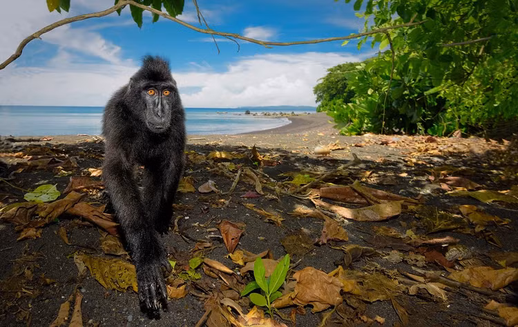 Gương mặt biểu cảm và mào lông đặc trưng. Khỉ đen chai mông (Macaca nigra) có khuôn mặt đen trụi lông với đôi mắt sáng và phần mào lông dựng trên đỉnh đầu. Biểu cảm phong phú khiến chúng trông rất “giống người”, đặc biệt khi tương tác trong đàn. Ảnh: Flickr.