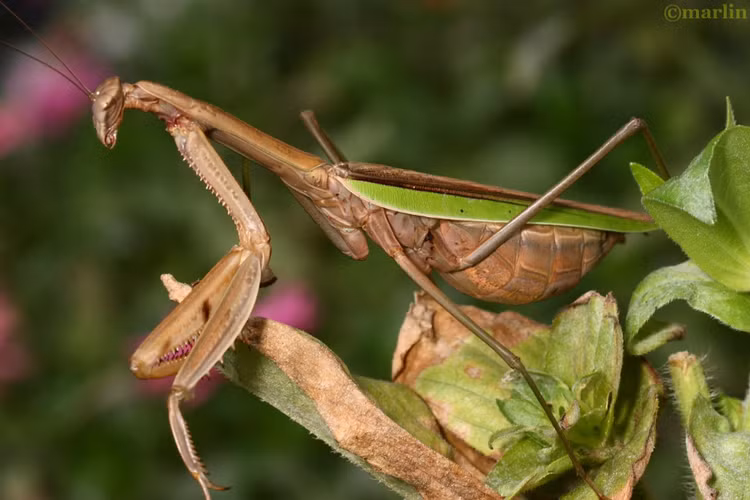 Ngụy trang bậc thầy. Nhiều loài bọ ngựa có màu sắc và hình dạng giống lá cây, cành khô hoặc hoa. Sự tiến hóa này giúp chúng ẩn mình hoàn hảo trong môi trường sống, vừa tránh kẻ săn mồi vừa phục kích con mồi hiệu quả. Ảnh: Pinterest.