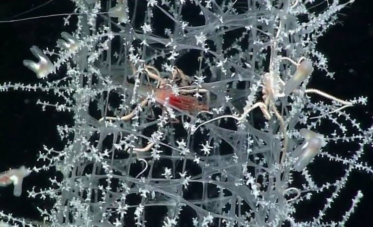 Là ngôi nhà trọn đời của cặp tôm cộng sinh. Một cặp tôm nhỏ thường sống bên trong “giỏ hoa” từ khi còn non, lớn lên và bị mắc kẹt, tạo biểu tượng về sự gắn bó suốt đời. Ảnh: commonnaturalist.com.