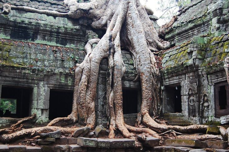 Ngôi đền nổi tiếng nhờ điện ảnh Hollywood. Bộ phim &quot;Tomb Raider&quot; (2001) với Angelina Jolie đã quay nhiều cảnh tại đây, khiến Ta Prohm trở nên nổi tiếng toàn cầu. Ảnh: Pinterest.