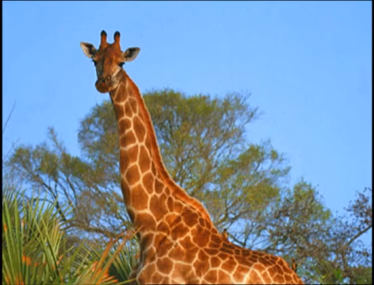 Tim khỏe nhất thế giới động vật có vú. Tim hươu cao cổ nặng tới 11 kg, đủ mạnh để bơm máu lên tới não ở độ cao hơn 2 mét. Ảnh: Pinterest.