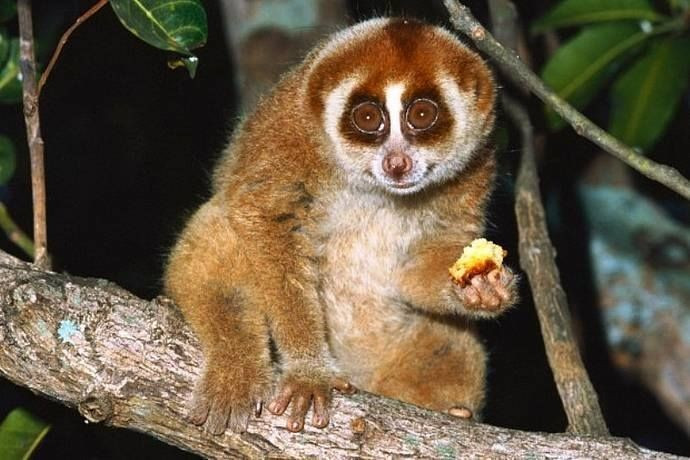 4. Cu li nhỏ là loài ăn tạp. Chế độ ăn của chúng gồm trái cây, nhựa cây, côn trùng và đôi khi là trứng hoặc chim non. Ảnh: Pinterest.