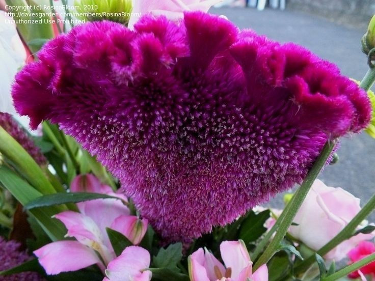 Màu sắc hoa đa dạng và rất bền. Cây mồng gà có hoa màu đỏ, vàng, cam, hồng hoặc tím, đặc biệt giữ màu lâu ngay cả khi khô, nên thường được dùng làm hoa trang trí và hoa khô. Ảnh: Pinterest.