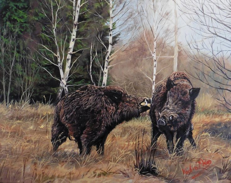 4. Là loài có tính xã hội cao, thường sống theo bầy. Các nhóm lợn rừng thường gồm con cái và con non, trong khi lợn đực trưởng thành thường sống đơn độc trừ khi đến mùa sinh sản. Ảnh: Pinterest.