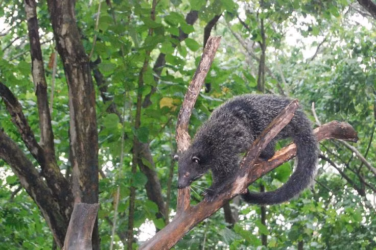 Là nơi sinh sống của nhiều loài động thực vật đặc hữu. Động thực vật tại Vườn quốc gia sông ngầm Puerto Princesa rất đa dạng và độc đáo, nhiều loài chỉ có tại nơi đây. Ảnh: Pinterest.