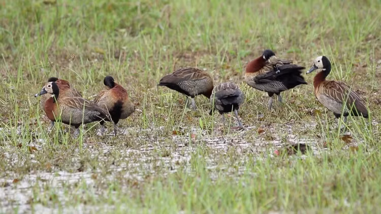 Thường sống thành đàn rất lớn. Le nâu là loài chim có tính xã hội cao. Ở nhiều vùng nhiệt đới, chúng có thể tụ tập thành đàn hàng trăm thậm chí hàng nghìn cá thể tại các hồ nước, ruộng lúa hay đầm lầy. Những đàn lớn này vừa giúp tăng khả năng phát hiện kẻ săn mồi vừa tạo điều kiện giao tiếp trong mùa sinh sản. Ảnh: Pinterest.