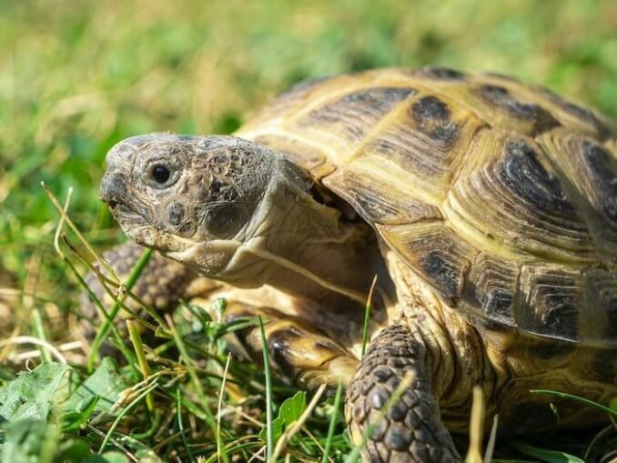 Ngủ đông rất dài. Rùa Nga có thể ngủ đông từ 5–8 tháng mỗi năm tùy khu vực và điều kiện môi trường. Ảnh: Pinterest.
