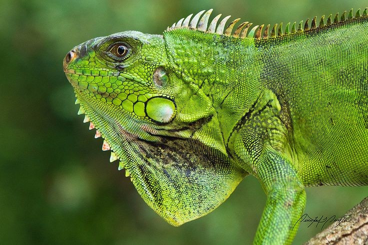 Khả năng bơi giỏi. Cự đà xanh bơi rất thành thạo, có thể nhảy xuống nước từ độ cao để trốn kẻ săn mồi. Ảnh: Pinterest.