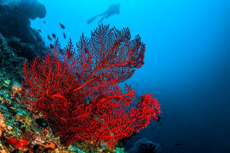 Màu đỏ của san hô đến từ sắc tố carotenoid tự nhiên. Sắc tố này giúp chúng chống lại tia cực tím và góp phần tạo nên vẻ đẹp rực rỡ. Ảnh: Pinterest.