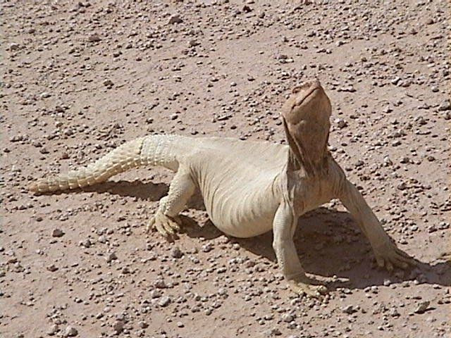 Tuổi thọ tương đối cao so với nhiều loài bò sát. Nếu không bị săn giết, loài này có thể sống hơn 20–30 năm trong tự nhiên, thậm chí lâu hơn trong điều kiện nuôi bảo tồn. Ảnh: Pinterest.
