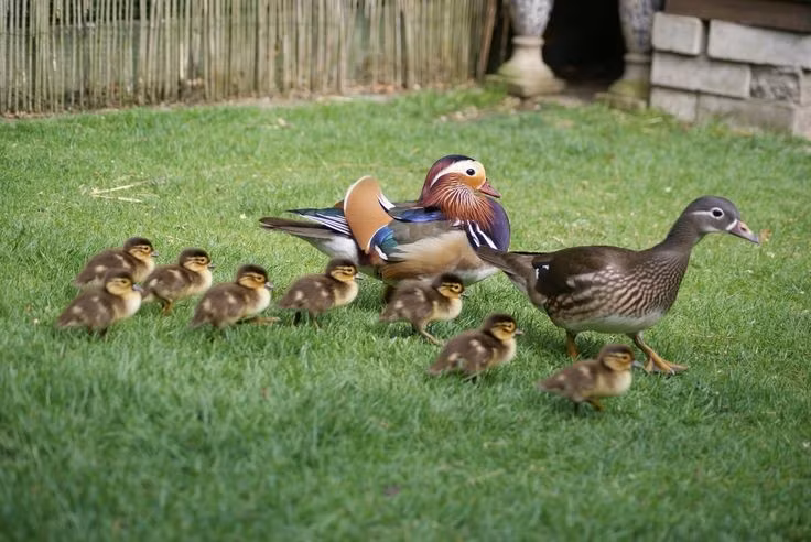 7. Con non nhảy khỏi tổ từ trên cao ngay khi mới nở. Sau khi trứng nở, chim mẹ gọi con từ dưới đất và các chim non sẽ nhảy từ hốc cây cao xuống mà không hề hấn gì nhờ thân thể nhẹ và lông tơ dày. Ảnh: Pinterest.