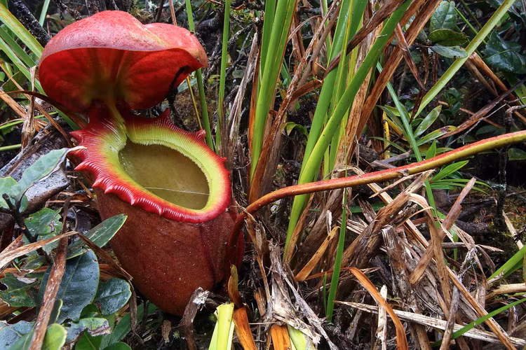 6. Tiết ra chất lỏng tiêu hóa mạnh mẽ. Chất lỏng trong bình cây chứa enzyme và axit giúp phân hủy nhanh chóng xác con mồi để hấp thu dưỡng chất. Ảnh: kyluc.vn.