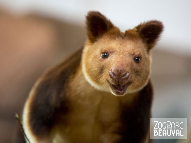 Đang trên bờ tuyệt chủng. Nạn săn bắt và phá rừng khiến số lượng cá thể chuột túi cây Goodfellow còn lại giảm mạnh, được IUCN xếp vào nhóm “Cực kỳ nguy cấp”. Ảnh: Pinterest. Đang trên bờ tuyệt chủng. Nạn săn bắt và phá rừng khiến số lượng cá thể chuột túi cây Goodfellow còn lại giảm mạnh, được IUCN xếp vào nhóm “Cực kỳ nguy cấp”. Ảnh: Pinterest.