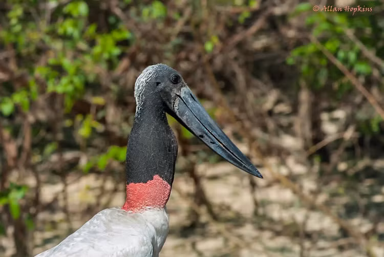 Chiếc cổ “đặc trưng khó nhầm”. Phần cổ trụi lông màu đen với dải đỏ nổi bật ở gốc cổ giúp loài này dễ dàng được nhận diện từ xa giữa vùng đất ngập nước. Ảnh: Flickr.