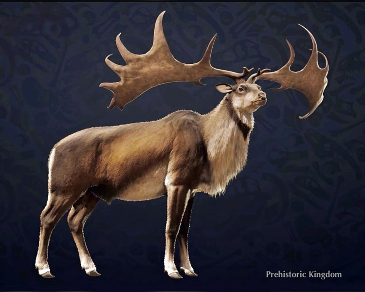 Cao gần 2 mét ở vai. Megaloceros có chiều cao ngang vai lên đến 2 mét, khiến chúng trở thành một trong những loài hươu lớn nhất từng tồn tại. Ảnh: Pinterest.