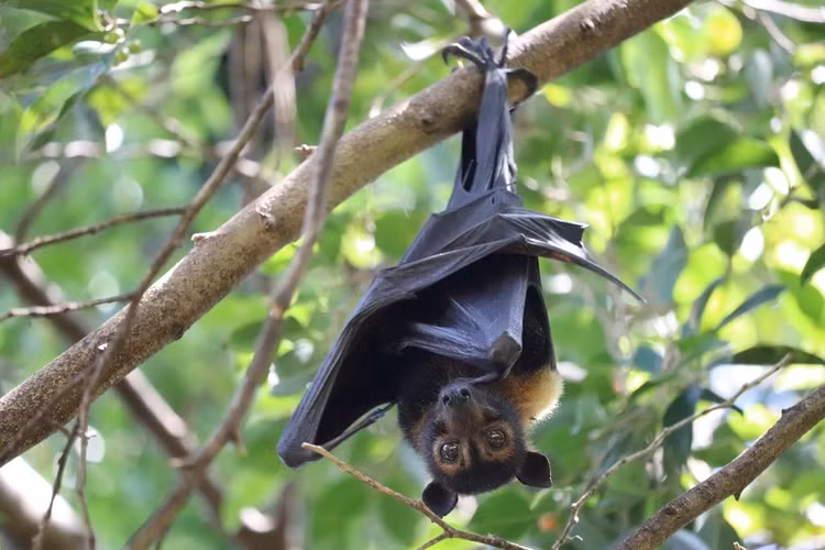 Không dùng sóng siêu âm để định vị. Khác với nhiều loài dơi ăn côn trùng, dơi ngựa đeo kính chủ yếu dựa vào thị giác và khứu giác phát triển để tìm kiếm trái cây chín trong rừng. Ảnh: inaturalist.org.