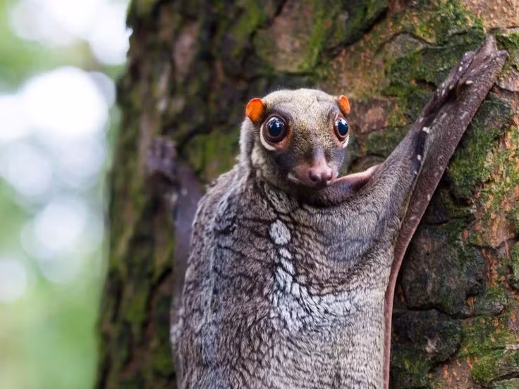 Quan hệ họ hàng gần với linh trưởng. Các nghiên cứu di truyền cho thấy bộ Colugo có quan hệ tiến hóa khá gần với linh trưởng, nhóm bao gồm khỉ và con người. Vì vậy, dù trông giống loài gặm nhấm hay thú lượn, chúng lại thuộc một nhánh tiến hóa khá đặc biệt trong thế giới động vật có vú. Ảnh: Pinterest.