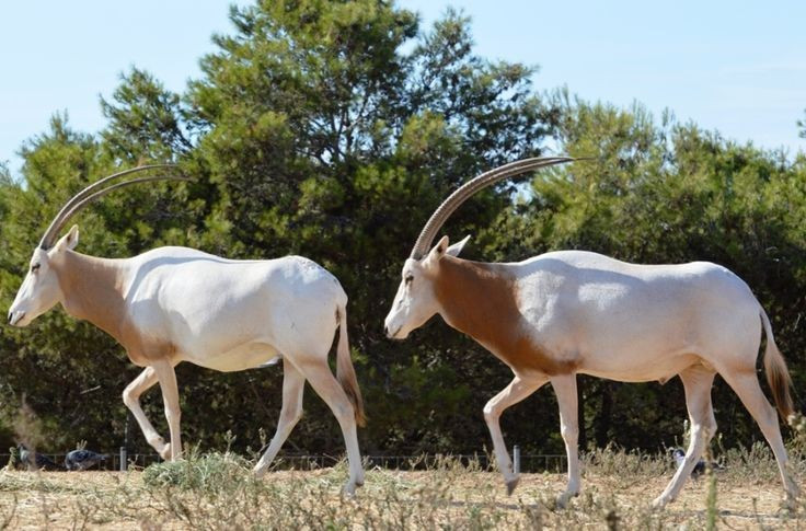Có thể thay đổi màu lông theo mùa. Lông của chúng sáng hơn vào mùa hè để phản chiếu ánh nắng, và sẫm hơn vào mùa đông để giữ nhiệt. Ảnh: Pinterest.