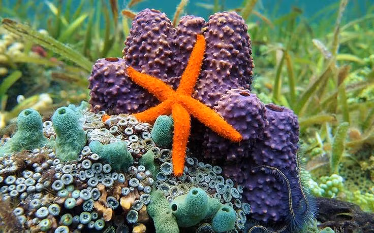 Không có não và máu như động vật thông thường. Các loài sao biển (lớp Asteroidea) không có não trung tâm hay hệ tuần hoàn máu, thay vào đó sử dụng hệ thống ống nước để vận chuyển chất dinh dưỡng. Ảnh: Pinterest.