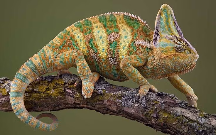 Đuôi có thể cuộn lại để giữ thăng bằng. Nhiều loài có đuôi quấn, hỗ trợ leo trèo và ổn định cơ thể trên cành. Ảnh: Pinterest.