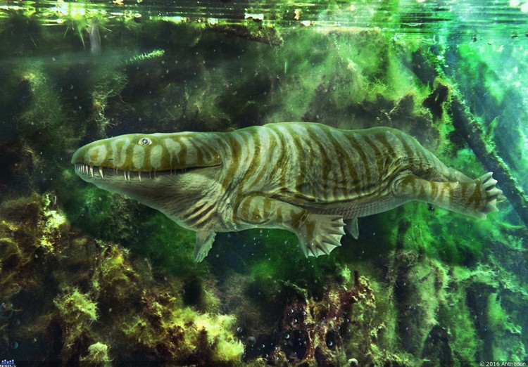 3. Cơ thể lai giữa cá và lưỡng cư. Ichthyostega có chi với ngón giống lưỡng cư, nhưng cũng giữ lại nhiều đặc điểm của cá như vây đuôi và cấu trúc xương sọ. Ảnh: Pinterest.