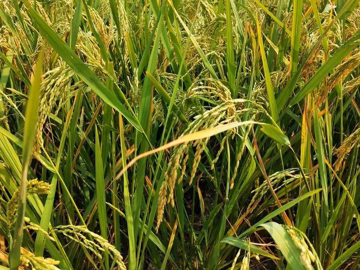 Lúa hiện đại sở hữu sự đa dạng di truyền lớn. Hiện nay có hàng chục nghìn giống lúa khác nhau, từ lúa nước, lúa cạn đến các giống chịu mặn, chịu hạn, thích nghi với nhiều điều kiện sinh thái. Ảnh: Pinterest.