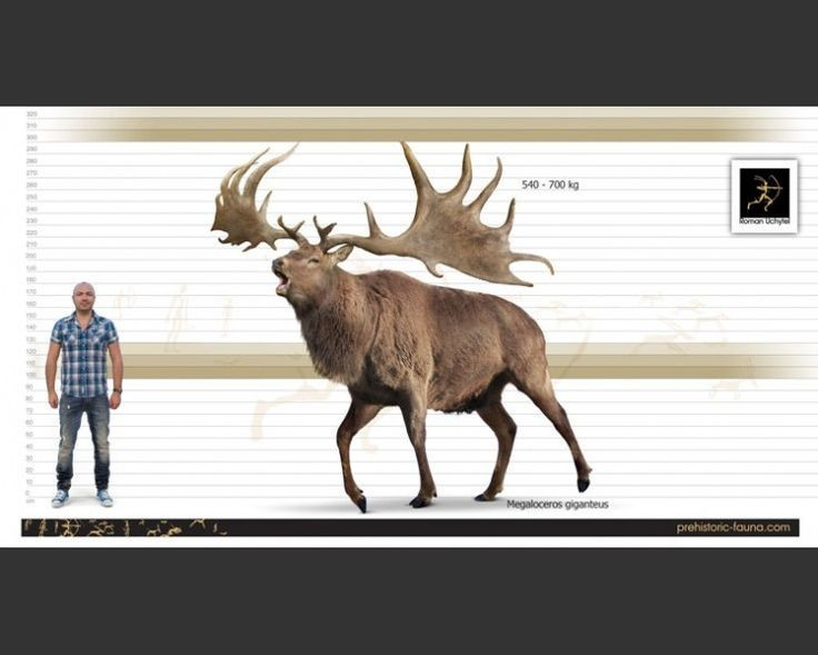 Sừng dài tới 3,5 mét. Cặp sừng khổng lồ của nai sừng tấm Megaloceros có thể dài hơn chiều cao một người trưởng thành, là biểu tượng sức mạnh của các cá thể đực thuộc loài này. Ảnh: Pinterest.