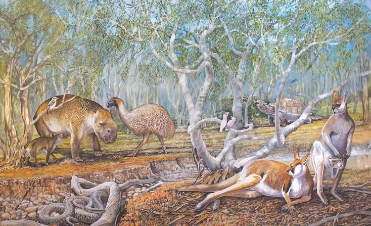 Tuyệt chủng cách đây khoảng 46.000 năm. Sự tuyệt chủng có thể do khí hậu thay đổi và sự săn bắn của những con người đầu tiên tại Úc. Ảnh: Pinterest.
