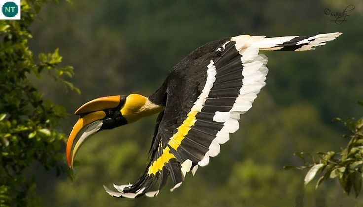 1. Là một trong những loài chim lớn nhất thuộc họ Mỏ sừng (Bucerotidae). Chim hồng hoàng có thể dài tới 1,2 mét và sải cánh rộng gần 1,5 mét, khiến chúng trở thành loài lớn nhất trong các loài chim mỏ sừng. Ảnh: Pinterest.