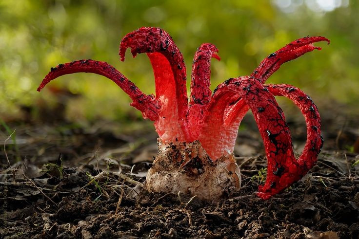 Nguồn gốc từ châu Úc. Nấm ngón tay quỷ có nguồn gốc từ Úc và New Zealand, nhưng lan sang châu Âu trong thế kỷ 20. Ảnh: Pinterest.