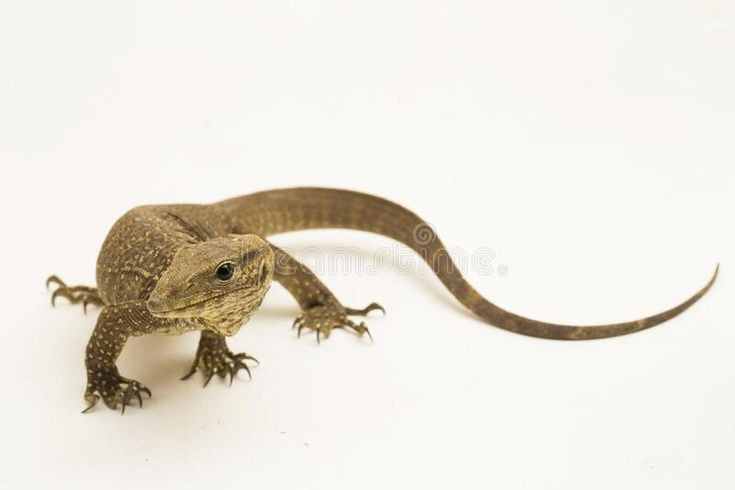 7. Có vai trò sinh thái quan trọng trong rừng. Là loài săn mồi trung gian, kỳ đà vân giúp kiểm soát số lượng sinh vật nhỏ, duy trì cân bằng hệ sinh thái. Ảnh: Pinterest.