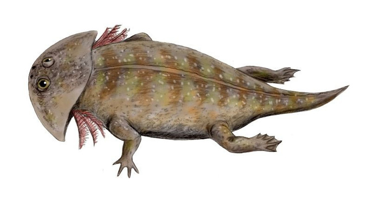 Chúng là loài săn mồi ẩn nấp. Gerrothorax thường nằm im dưới đáy sông hoặc đầm lầy, chỉ trồi mắt và mũi lên mặt nước để quan sát con mồi. Ảnh: Pinterest.