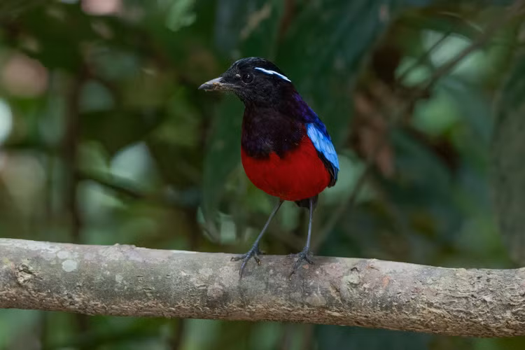 Tiếng hót vang xa dù cơ thể nhỏ bé. Dù kích thước không lớn, chim đuôi cụt lại có tiếng kêu rất to và vang. Âm thanh này giúp chúng liên lạc trong môi trường rừng rậm nơi tầm nhìn bị hạn chế, đặc biệt vào mùa sinh sản. Ảnh: pexels.com.