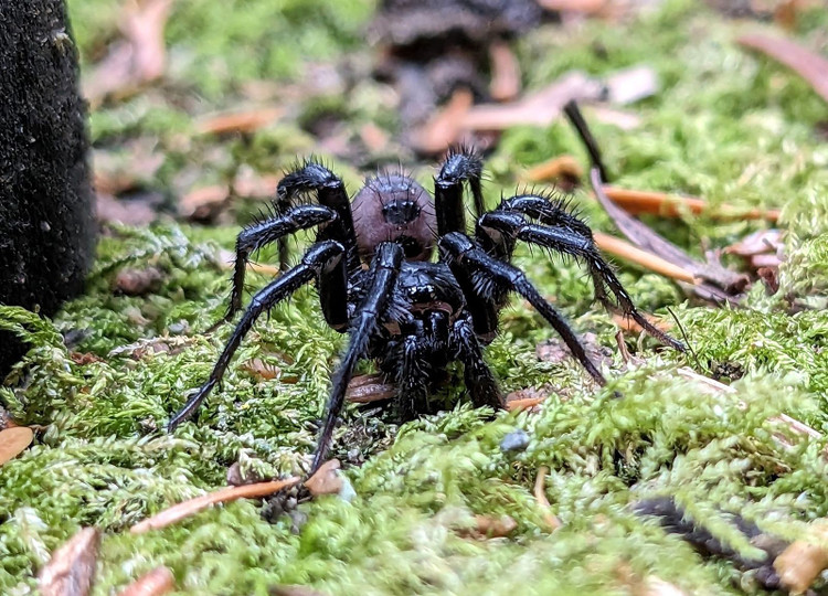 Nọc độc có nhưng khá yếu đối với người. Dù có thể gây đau và sưng, vết cắn của chúng hiếm khi nguy hiểm. Ảnh: britannica.com.