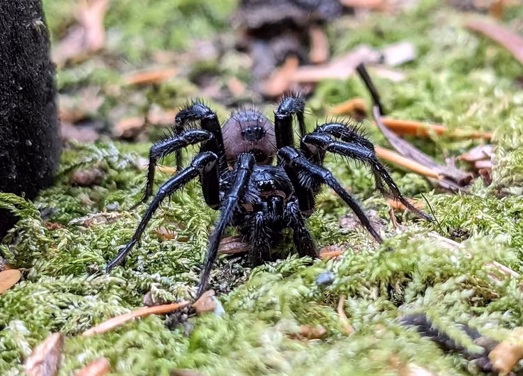 Nọc độc có nhưng khá yếu đối với người. Dù có thể gây đau và sưng, vết cắn của chúng hiếm khi nguy hiểm. Ảnh: britannica.com.