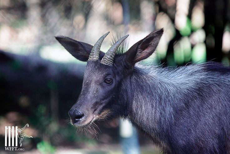 6. Sở hữu cặp sừng đặc trưng. Cả con đực và con cái đều có sừng cong ngược về sau, dài từ 15–20 cm, được dùng để tự vệ và tranh đấu trong mùa giao phối. Ảnh: Pinterest.